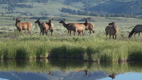 Herd of female cow elk graze calmly on lush green grass with reflection of Sepucher Mountain visible in water at Swan Lake Flats in Yellowstone National Park