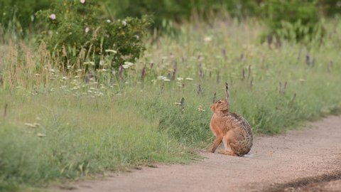European hare is sitting on the edge of the road. Lepus europaeus