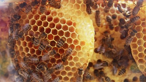 Busy honey bees laying eggs and brood care inside honeycomb hive. Bees life cycle. Bee colony. Close-up shot. Insects.