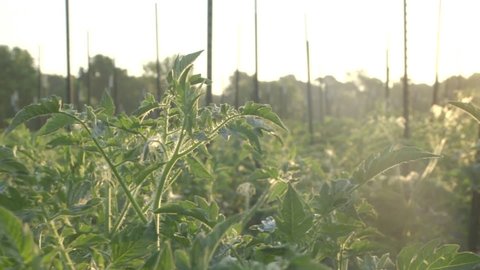 Morning dew on vegetable plant on farm crops. Sunrise can be felt in the morning light.