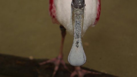 roseate spoonbill shaking its head slow motion.