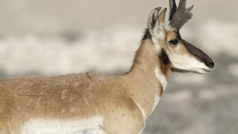 Slow Motion Shot of a Young Pronghorn Antelope Male, close up portrait walking in his natural area,
