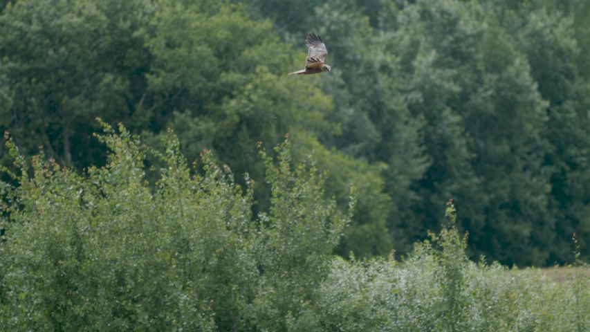 Marsh harrier in flight over fields and bushes hunting pray