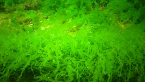 Algae of the Black Sea. Green and red algae on the rocks on the seabed. Underwater landscape. Black Sea