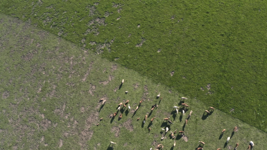 overhead aerial 4k shot herd cows Stock Footage Video (100% Royalty ...