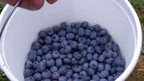 Bucket Filled with Freshly Picked Blueberries At Berry Farm, outdoor activity, POV shot, Family Outdoor Nature Adventure at Cider Mill, 4k UHD