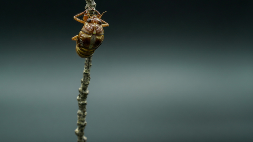 Time-lapse video of the emergence of cicadas Royalty-Free Stock Footage #1056495557