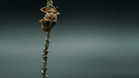 Time-lapse video of the emergence of cicadas
