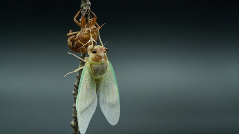Time-lapse video of the emergence of cicadas