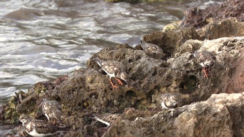 Ruddy Turnstone Flock Shorebirds Walking on Rocks Shore in Cayman Islands