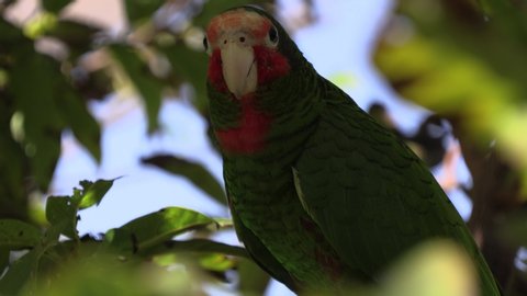 Closeup Cayman Islands Parrot Moving Away Leaving Endangered Endemic Species