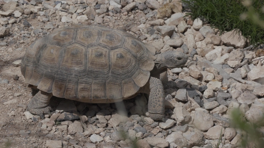 Desert Tortoise - Gopherus agassizii image - Free stock photo - Public ...