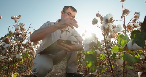 An agronomist or farmer sits next to a Bush of ripe cotton and checks the quality of the crop. 4K video
