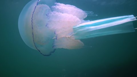 Ecology Black Sea. Medical mask thrown into the sea, pollution of the sea with synthetic material. Jellyfish, Scyphomedusa (Rhizostoma pulmo)
