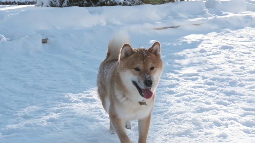 Cute funny red Shiba Inu dog running and playing outdoors in snow at the winter day | Shutterstock HD Video #1056508322