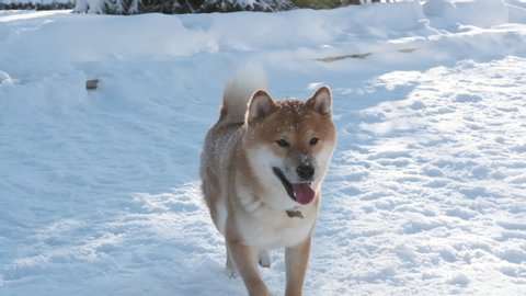 Cute funny red Shiba Inu dog running and playing outdoors in snow at the winter day