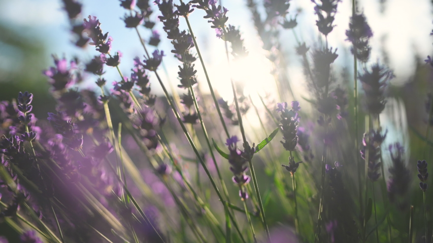 Close-up Beautiful Blooming Lavender Swaying In The Wind At Sunset. Lavender Purple Aromatic Flowers at Lavender Fields of the French Provence. Nature Background. | Shutterstock HD Video #1056509465