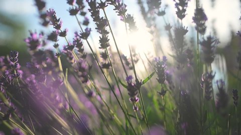 Close-up Beautiful Blooming Lavender Swaying In The Wind At Sunset. Lavender Purple Aromatic Flowers at Lavender Fields of the French Provence. Nature Background.