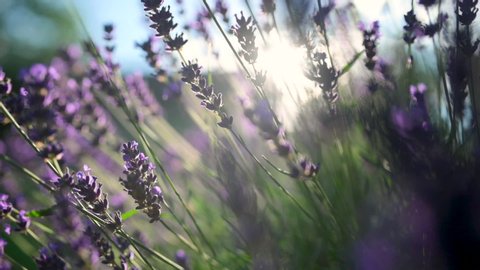 Close-up Beautiful Blooming Lavender Swaying In The Wind At Sunset. Lavender Purple Aromatic Flowers at Lavender Fields of the French Provence. Nature Background.