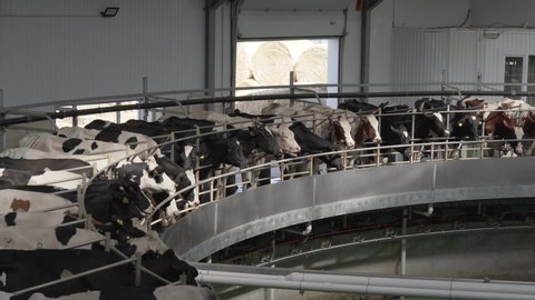 Automated rotary cow milking machine equipment on dairy farm. Many black and white cows on modern industrial round camp are milked
