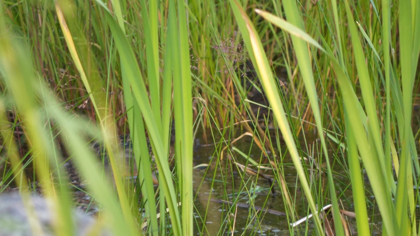 mallard ducks swim behind sea reed and grass