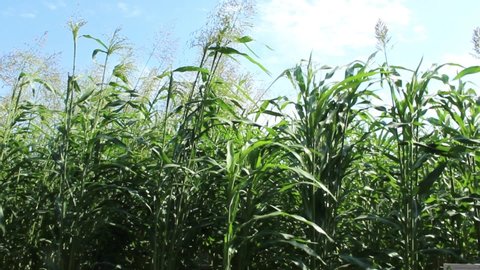 Sorghum cultivation for biomass production at sunny day