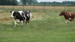 Happy cows run in the meadow on the farm. Real time 4K