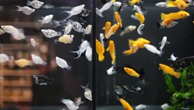 Gliding view of multicolored swordtails swimming in glass aquariums in pet shop