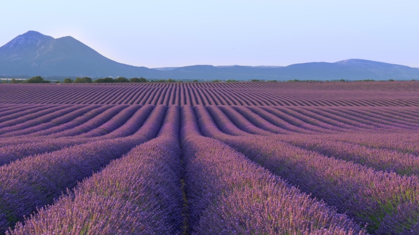 Scenic view of endless fields of lavender in Provence, France. Purple flowers emit wonderful odour. Blue mountains in background. Panning shot, 4K Royalty-Free Stock Footage #1056520346