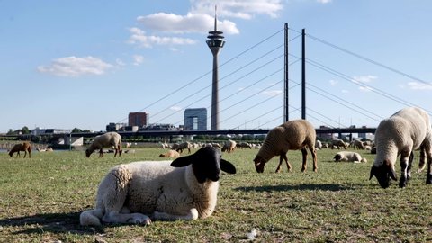 Chilling and sitting sheep on riverside of Rhine River and background of sheep are grazing meadow field,  cityscape, Rhine Tower and suspension bridge in Düsseldorf, Germany.