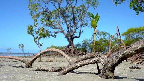 Little mangrove tree at Cape Tribulation beach on a sunny day