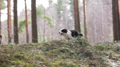 Slow motion of a playful puppy of border collie dog with a pedigree is running in a green park forest towards the camera and fall