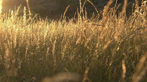 A wild field of reed blowing in the wind during a sunset in slow-motion.