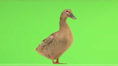 Quacking duck on a green background natural sound.