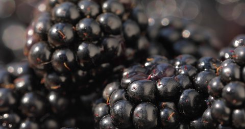 
Close-up shot of blackberries. Fresh, juicy, organic, natural, delicious blackberries revolve against the background of beautiful defocused blackberries.
