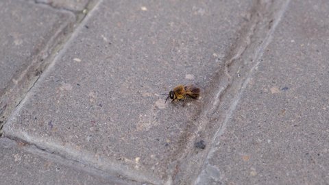 Kazan Russia July 2020.Summer. bee on paving slabs in the city