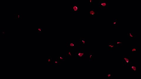 Red Rose Petal Realistic Falling with Alpha channel.3D rendering.
Fall 2 Clip start to end and loop animation .Element footage.Easy to use and change color.