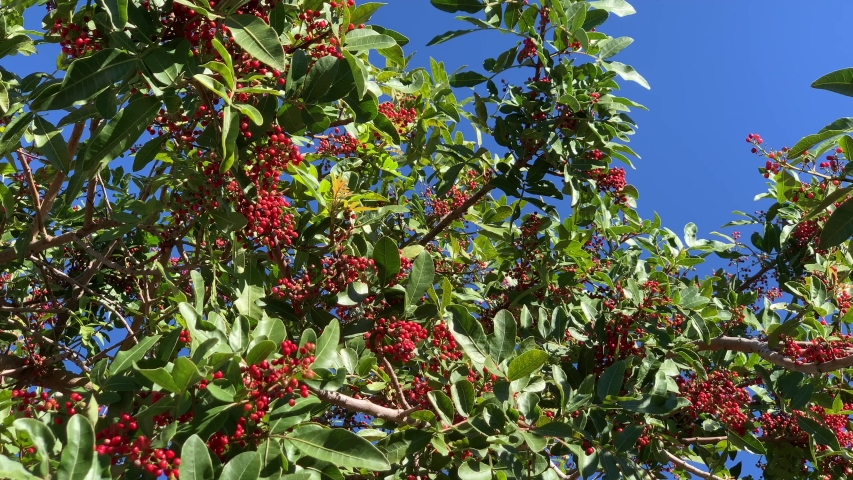 Schinus Molle Stock Video Footage 4K and HD Video Clips Shutterstock