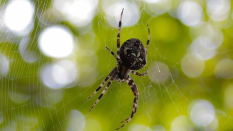 European garden spider on  green bokeh background,on a spider web in the shadow of a spider on a green blurred background