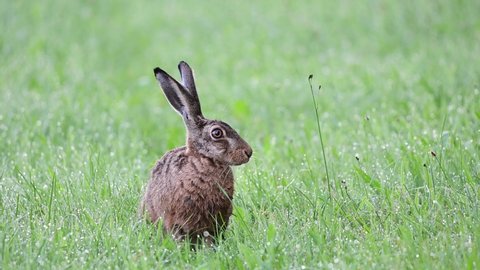 Brown hare sitting on the wet meadow and watch, summer, (lepus capensis), germany
