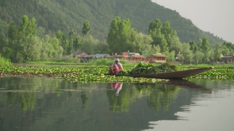 Kashmir / India - 04 18 2018: Local Man Sitting On The Wooden Boat And Removing The Water Hyacinth