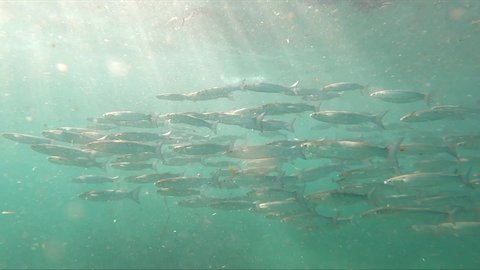 Group of bass fish  swimming in slow motion at mediterranean sea.