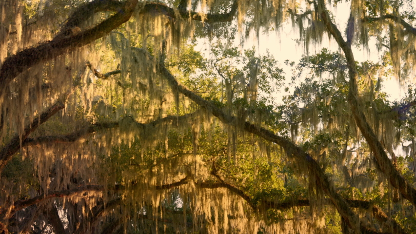 Live oaks on a country dirt road along a farm plantation in USA