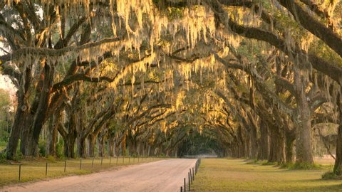 Live oaks on a country dirt road along a farm plantation in USA