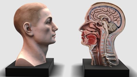 Human head - zoom out - 3D model animation on a white background