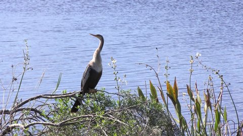 Anhinga female near lake in Florida