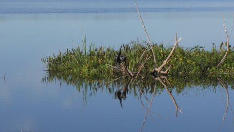 Anhinga bird in Florida wetlands