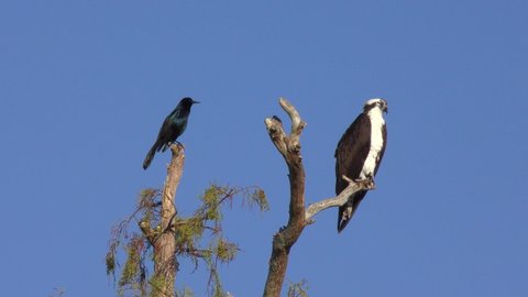 Boat-Tailed Grackle and osprey on a tree