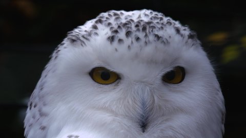 Close up of snowy owl turning head