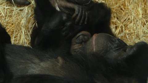A baby bonobo ape lays with its head resting on its mother's chest. 
